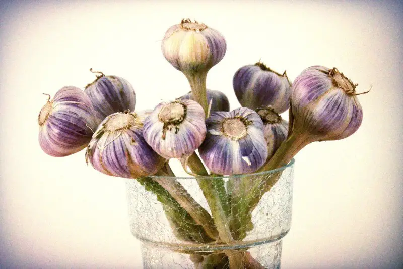 Aglio (Allium sativum L.)