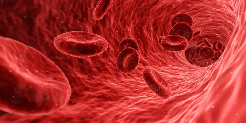 Globuli rossi bassi (anemia): cause, sintomi, diagnosi, i valori - Segreti per starbene