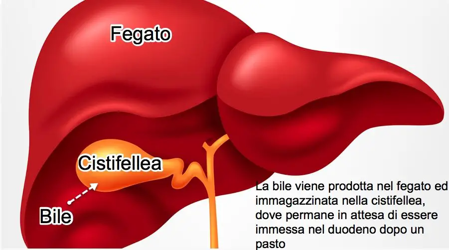La bile viene prodotta nel fegato ed immagazzinata nella cistifellea