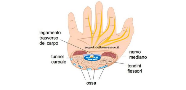 anatomia tunnel carpale