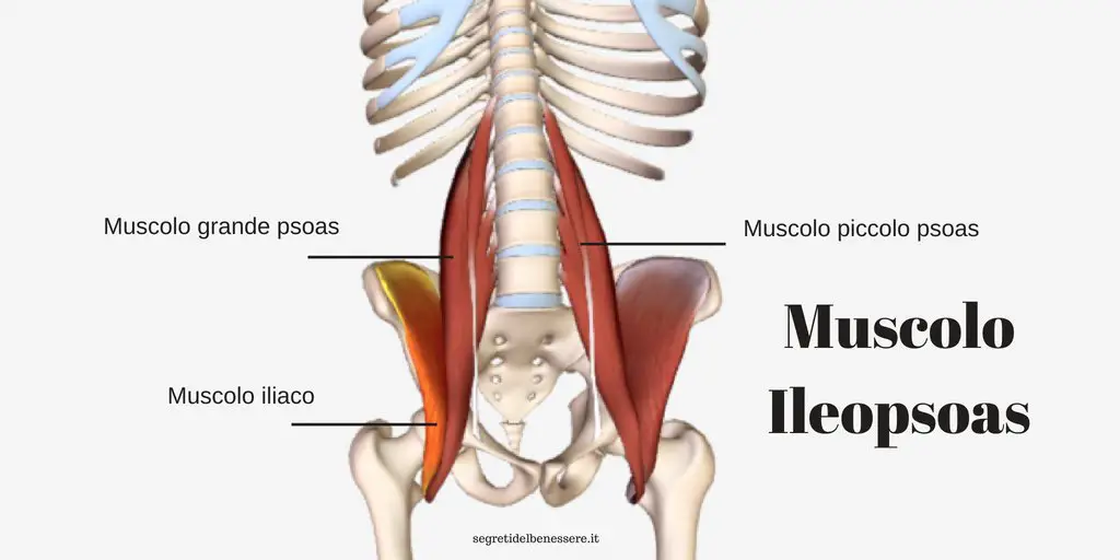Il muscolo ileopsoas: anatomia, lesioni e infiammazioni