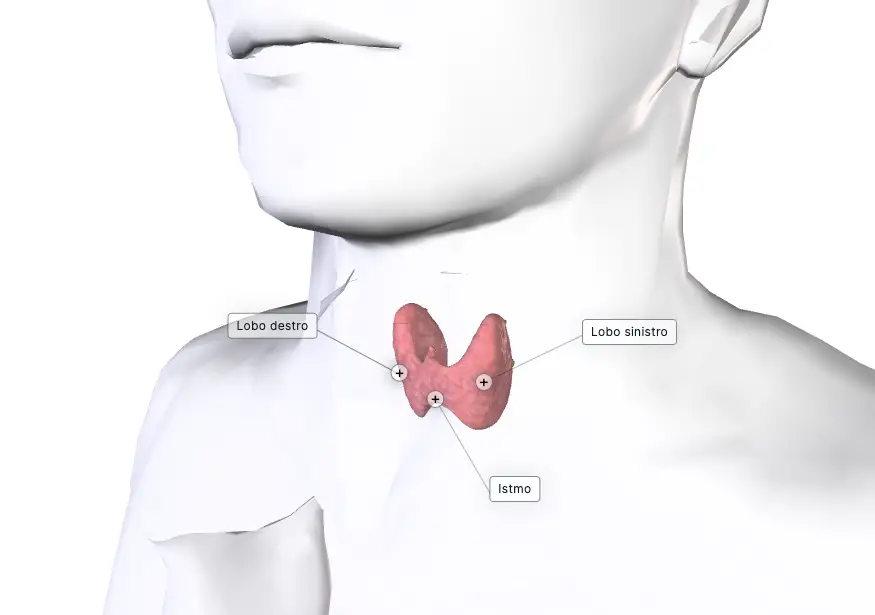 tiroide anatomia